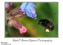 Female hairy legged flower bee Anthophora plumipes